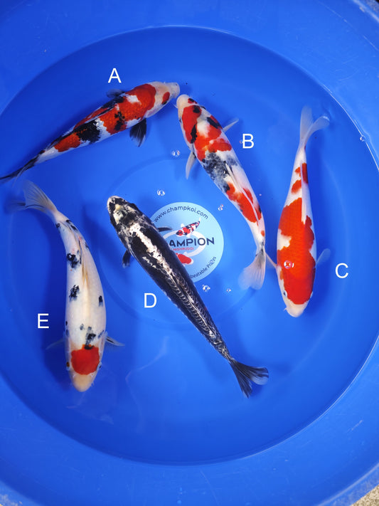 Koi fish for sale — 30-33 cm Ogata Ginrin Showa at ChampKoi