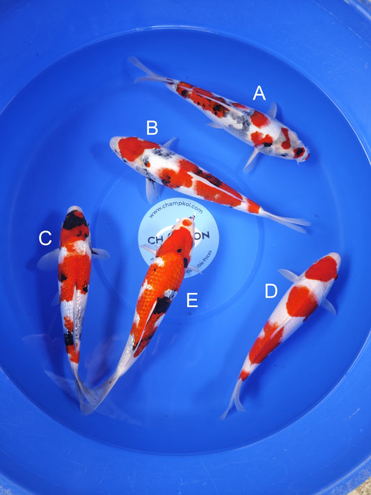 Koi fish for sale — 30-33 cm Ogata Showa at ChampKoi