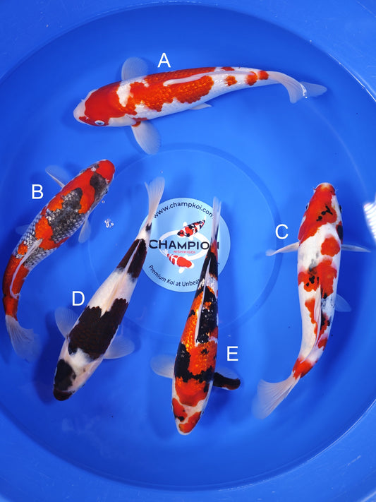 Koi fish for sale — 30-33 cm Ogata Ginrin Kohaku at ChampKoi