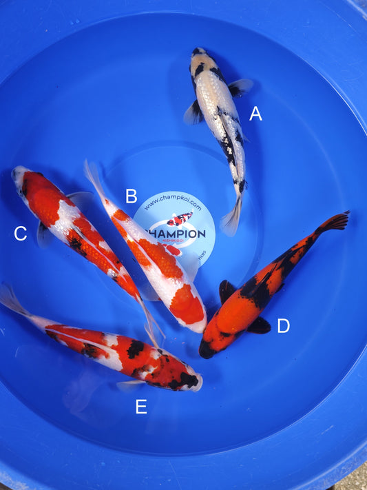 Koi fish for sale — 30-33 cm Ogata Ginrin Shiro Utsuri at ChampKoi