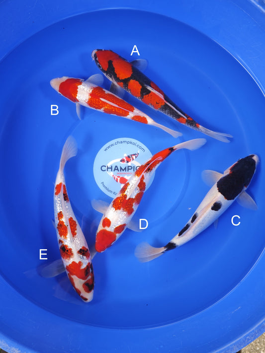 Koi fish for sale — 30-33 cm Ogata Goshiki at ChampKoi