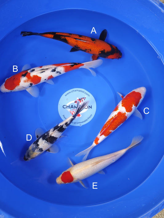 Koi fish for sale — 30-33 cm Ogata Ginrin Hi Utsuri at ChampKoi