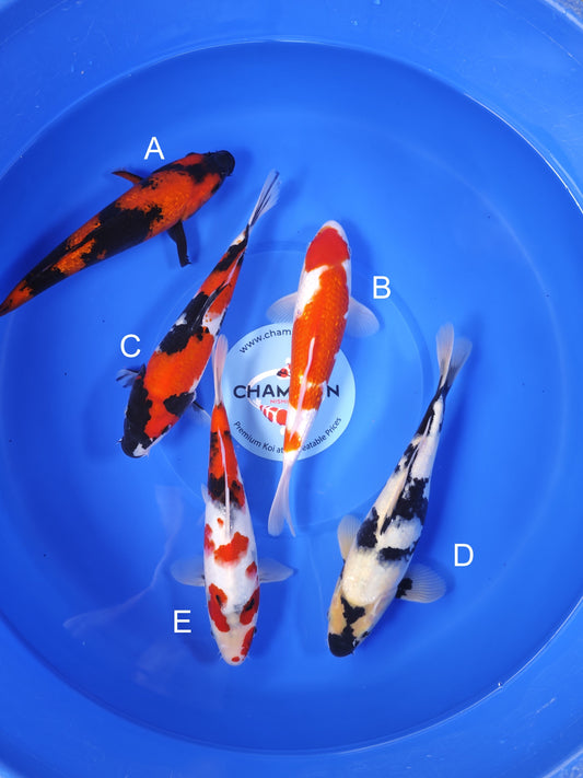 Koi fish for sale — 30-33 cm Ogata Ginrin Hi Utsuri at ChampKoi