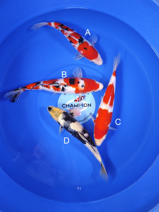 Koi fish for sale — 30-33 cm Ogata Sanke at ChampKoi