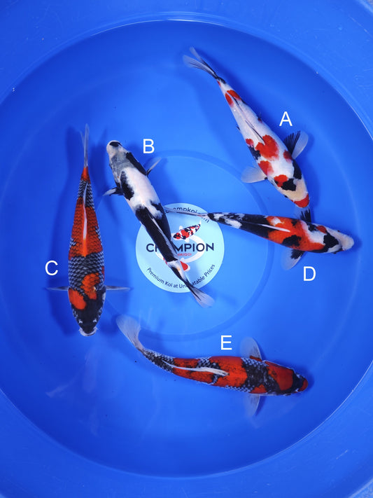 Koi fish for sale — 30-33 cm Ogata Showa at ChampKoi