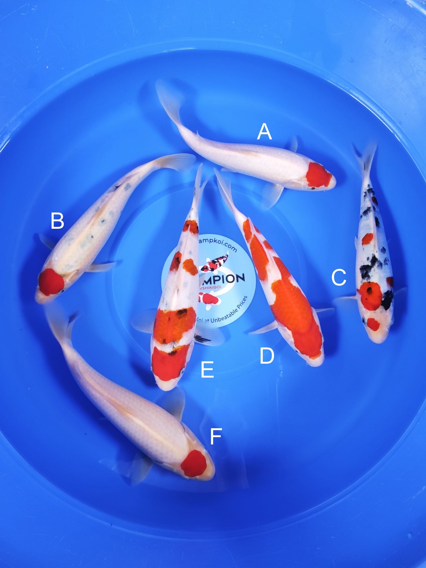 Koi fish for sale — 27-30 cm Takigawa Tancho Kohaku at ChampKoi