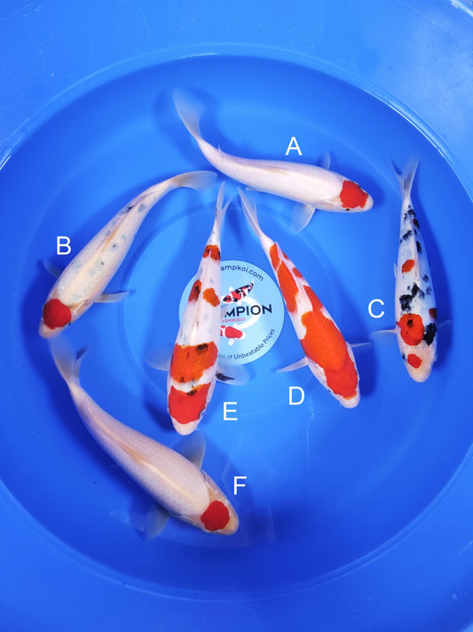 Koi fish for sale — 27-30 cm Takigawa Tancho Kohaku at ChampKoi