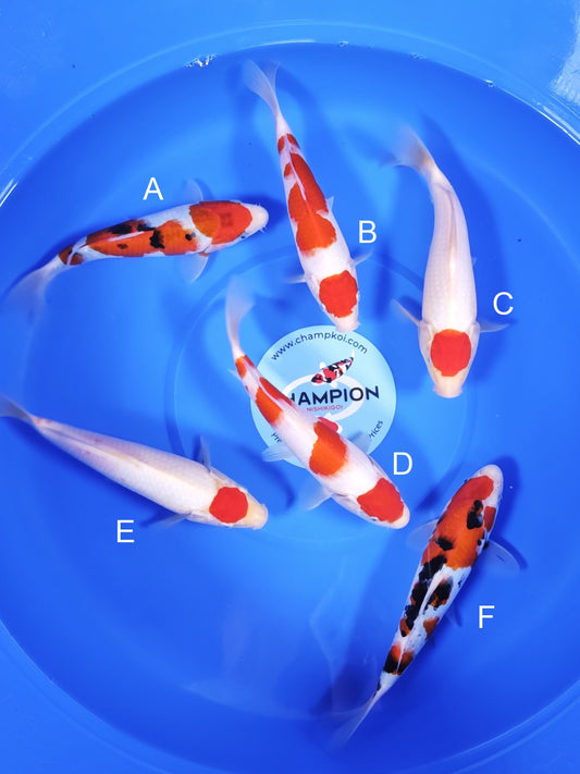 Koi fish for sale — 23-25 cm Takigawa Sanke at ChampKoi