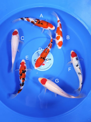 2026MAY-030 Sanke, Kohaku, Tancho Kohaku +1 more varieties