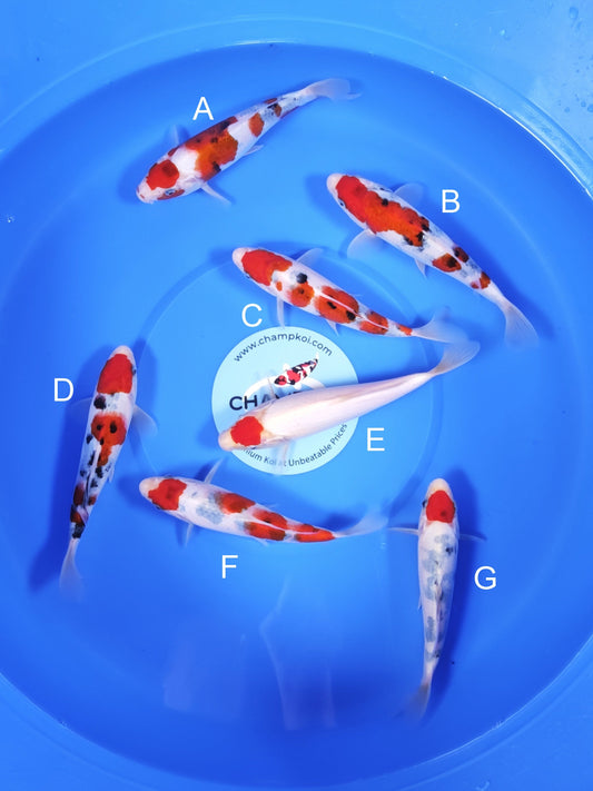 Koi fish for sale — 18-20 cm Takigawa Sanke at ChampKoi