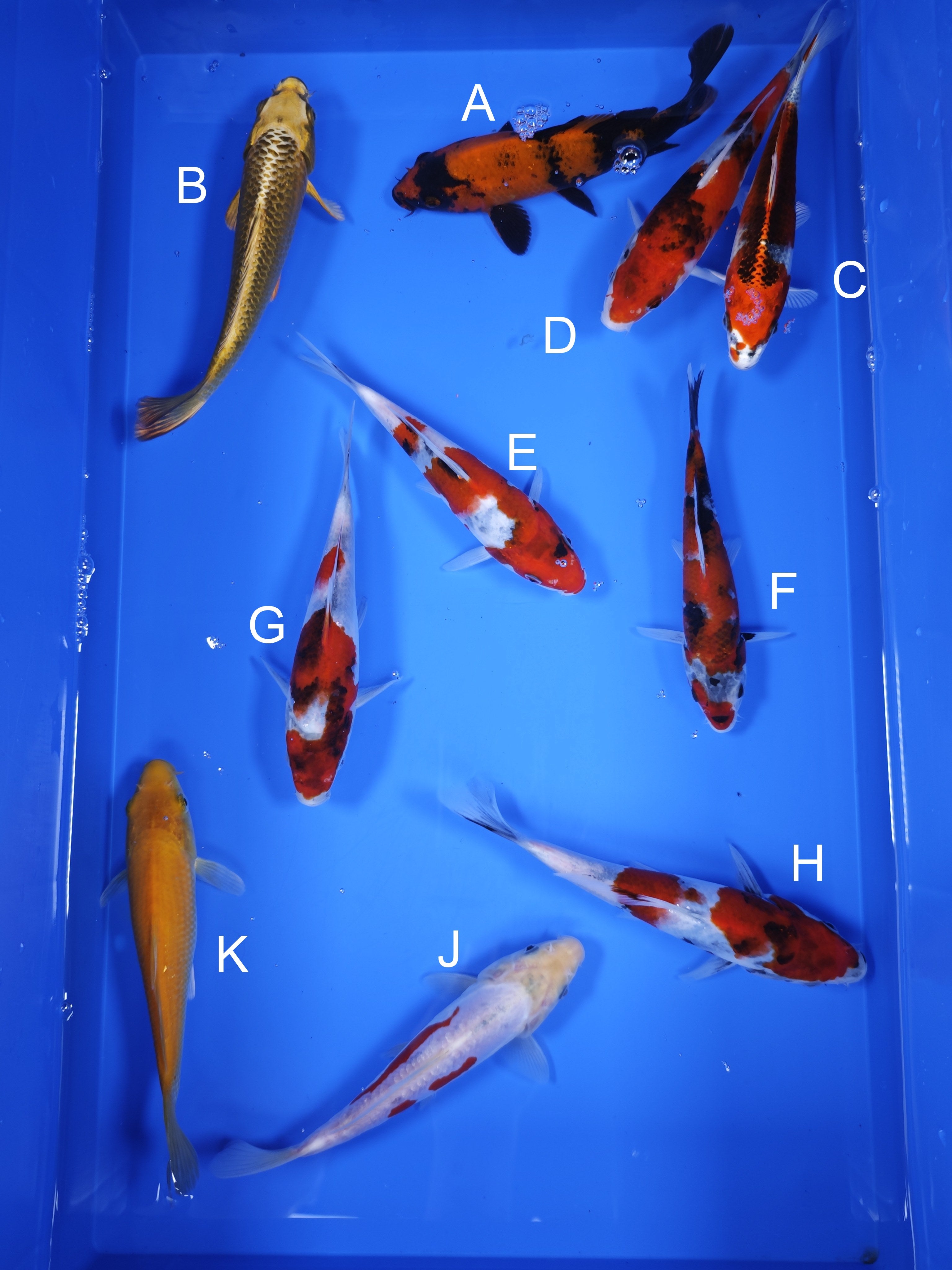 Japanese Koi Fish for Sale – All Koi Varieties | ChampKoi - Champion ...