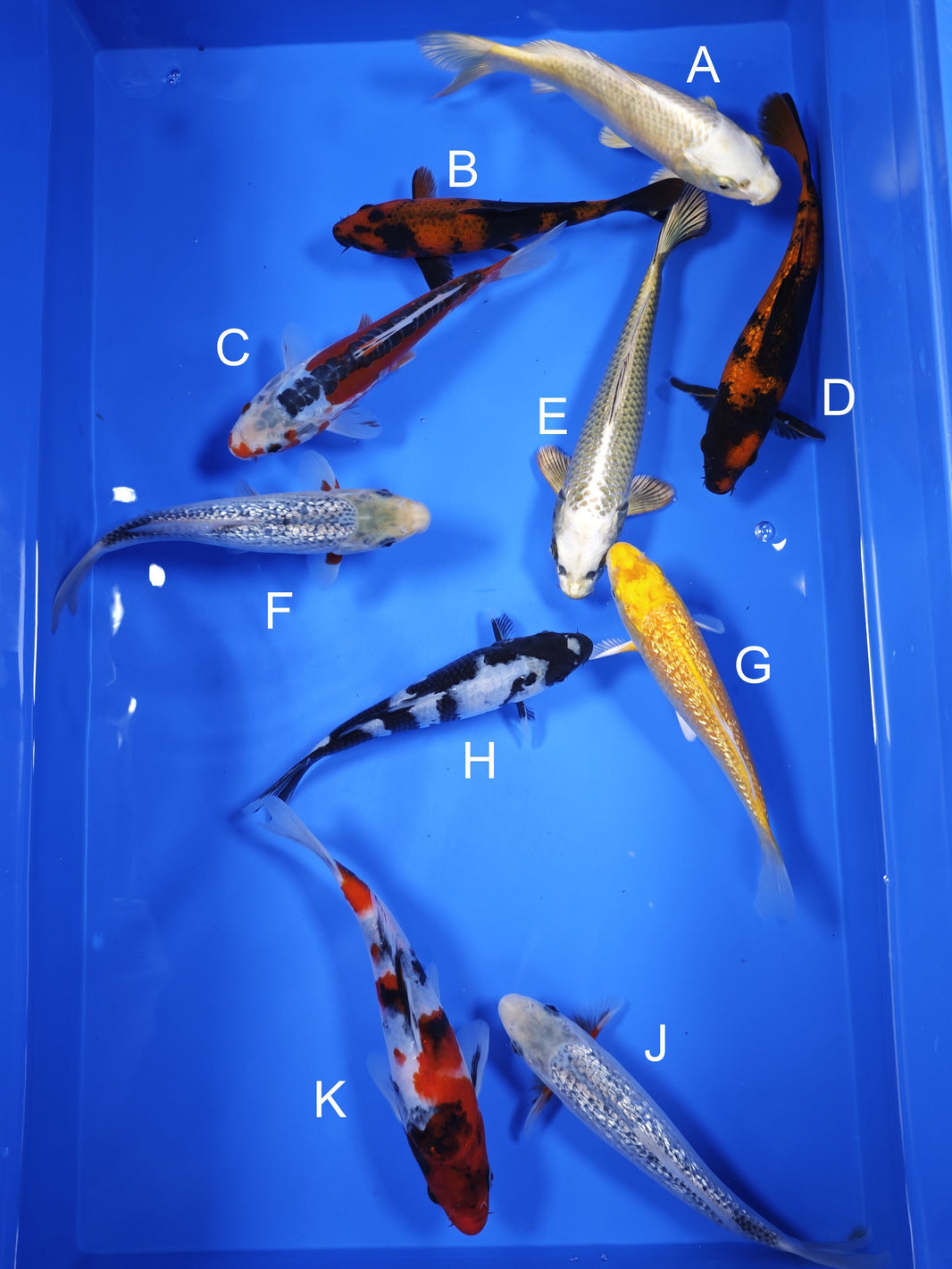 Japanese Koi Fish for Sale – All Koi Varieties | ChampKoi - Champion ...