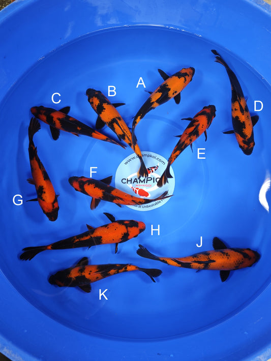 Koi fish for sale — 19-21 cm Ogata Hi Utsuri at ChampKoi