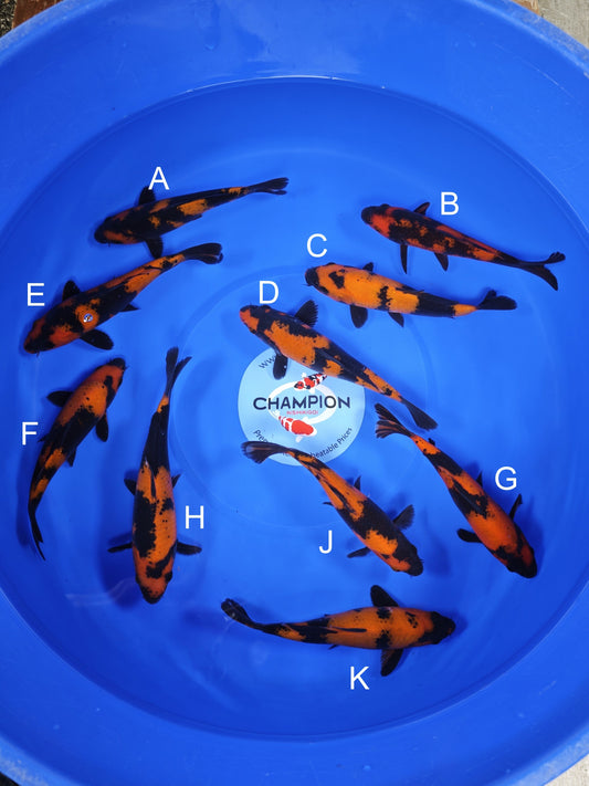 Koi fish for sale — 19-21 cm Ogata Hi Utsuri at ChampKoi