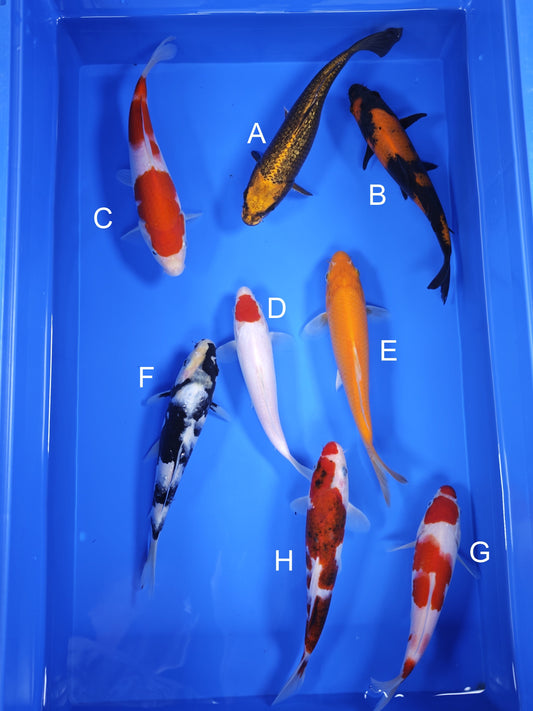 Koi fish for sale — 19-21 cm Ogata Ginrin Mukashi Ogon at ChampKoi
