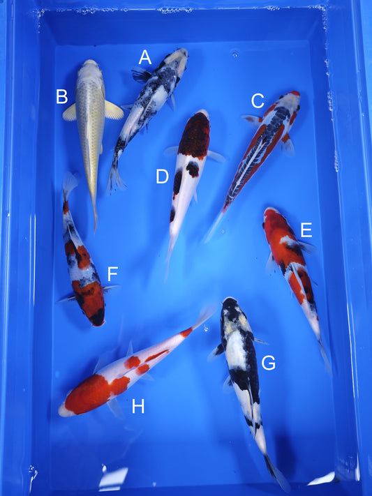 Koi fish for sale — 19-21 cm Ogata Shiro Utsuri at ChampKoi