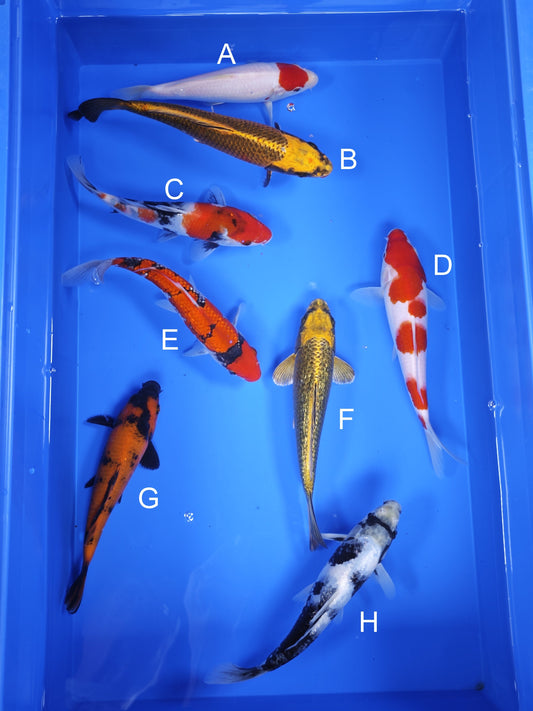 Koi fish for sale — 19-21 cm Ogata Tancho Kohaku at ChampKoi