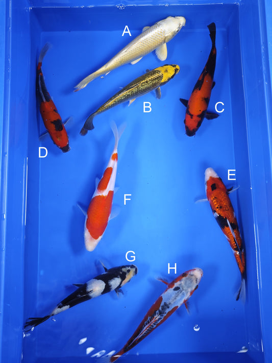 Koi fish for sale — 19-21 cm Ogata Mukashi Ogon at ChampKoi