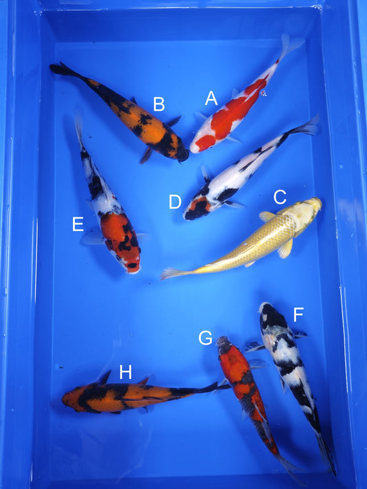 Koi fish for sale — 19-21 cm Ogata Kohaku at ChampKoi