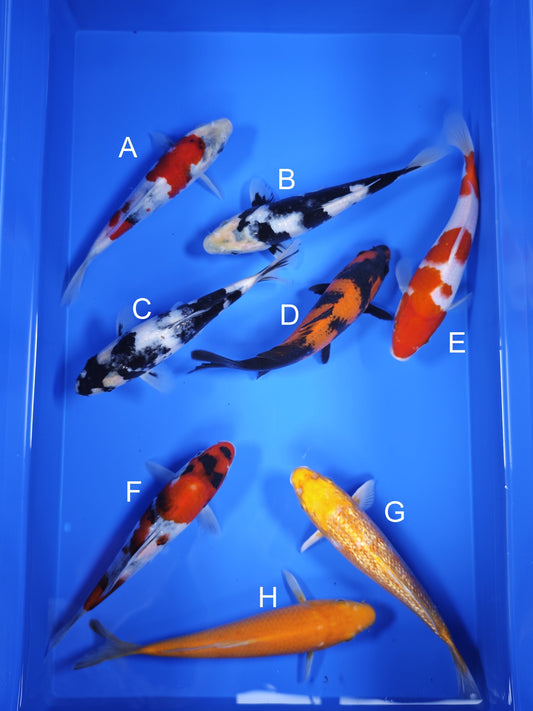 Koi fish for sale — 19-21 cm Ogata Showa at ChampKoi
