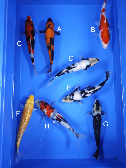 Koi fish for sale — 19-21 cm Ogata Hi Utsuri at ChampKoi