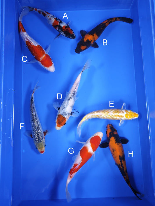 Koi fish for sale — 19-21 cm Ogata Showa at ChampKoi