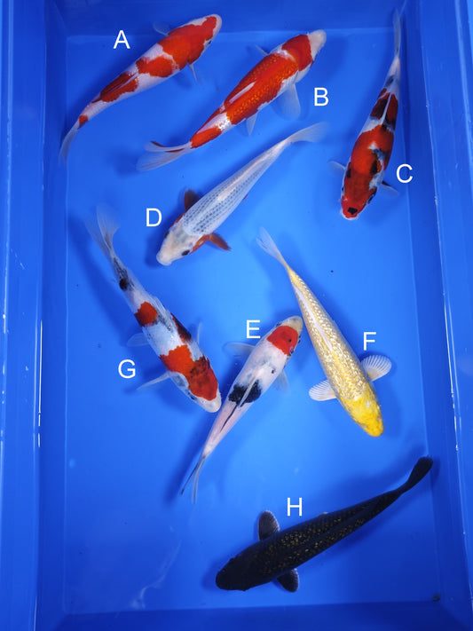 Koi fish for sale — 19-21 cm Ogata Kohaku at ChampKoi