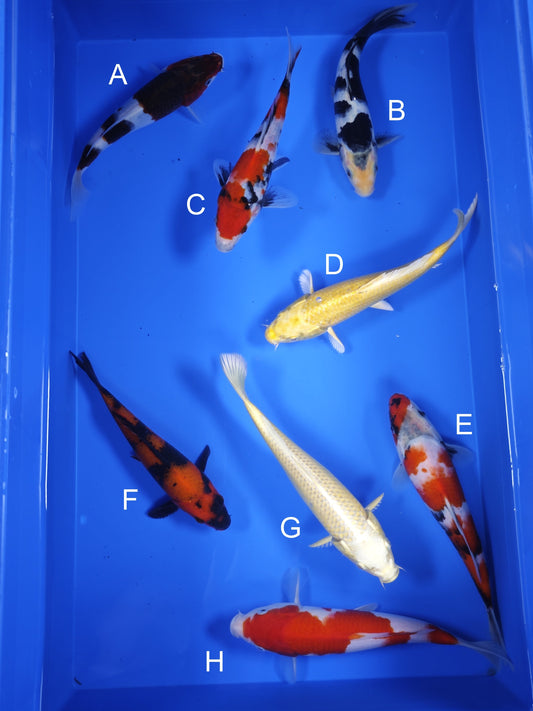 Koi fish for sale — 19-21 cm Ogata Budo Goromo at ChampKoi