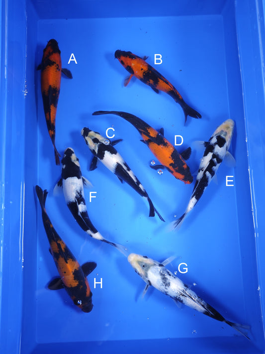 Koi fish for sale — 19-21 cm Ogata Hi Utsuri at ChampKoi
