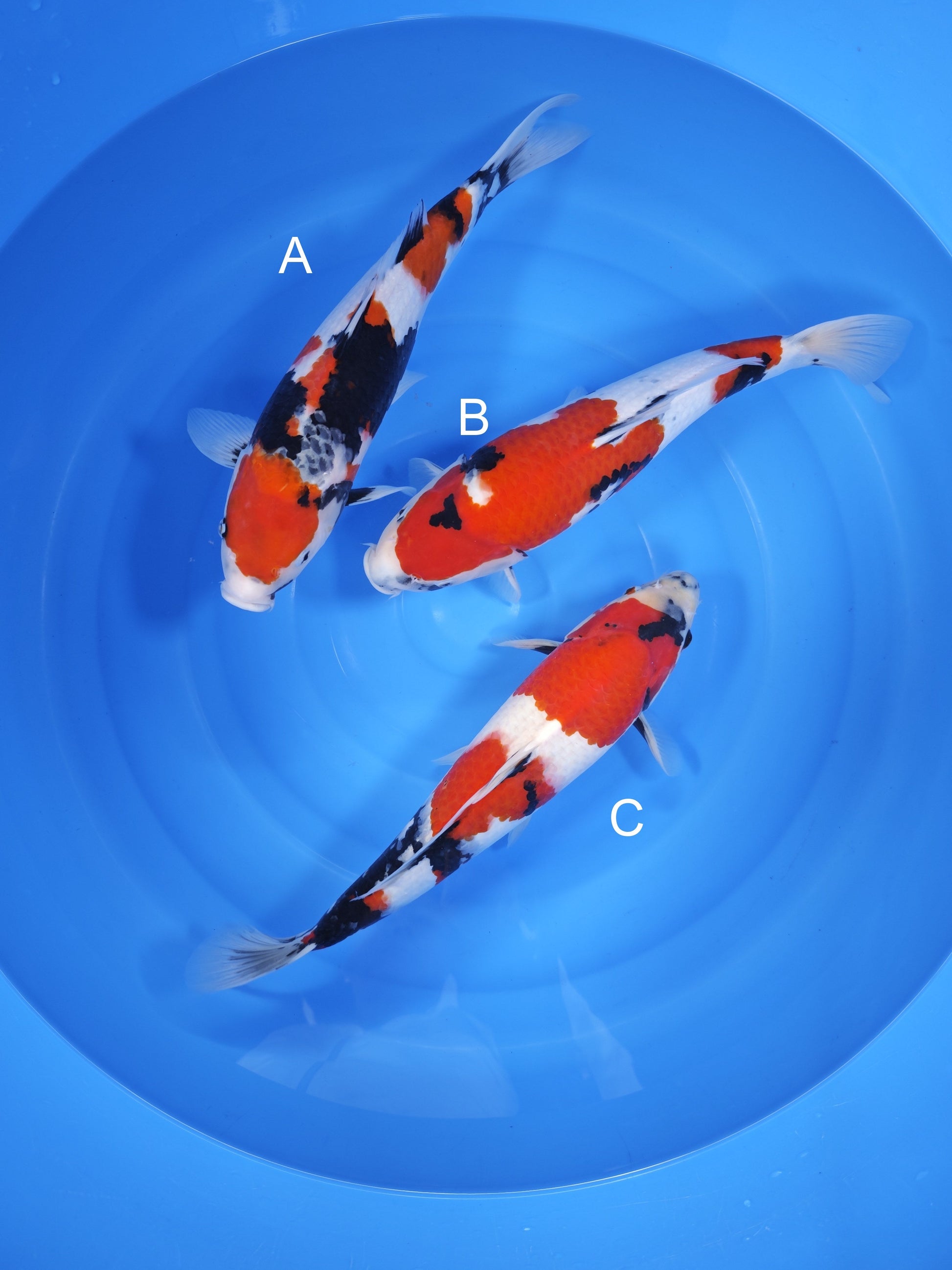 Koi fish for sale — undefined-undefined cm Isa Showa at ChampKoi