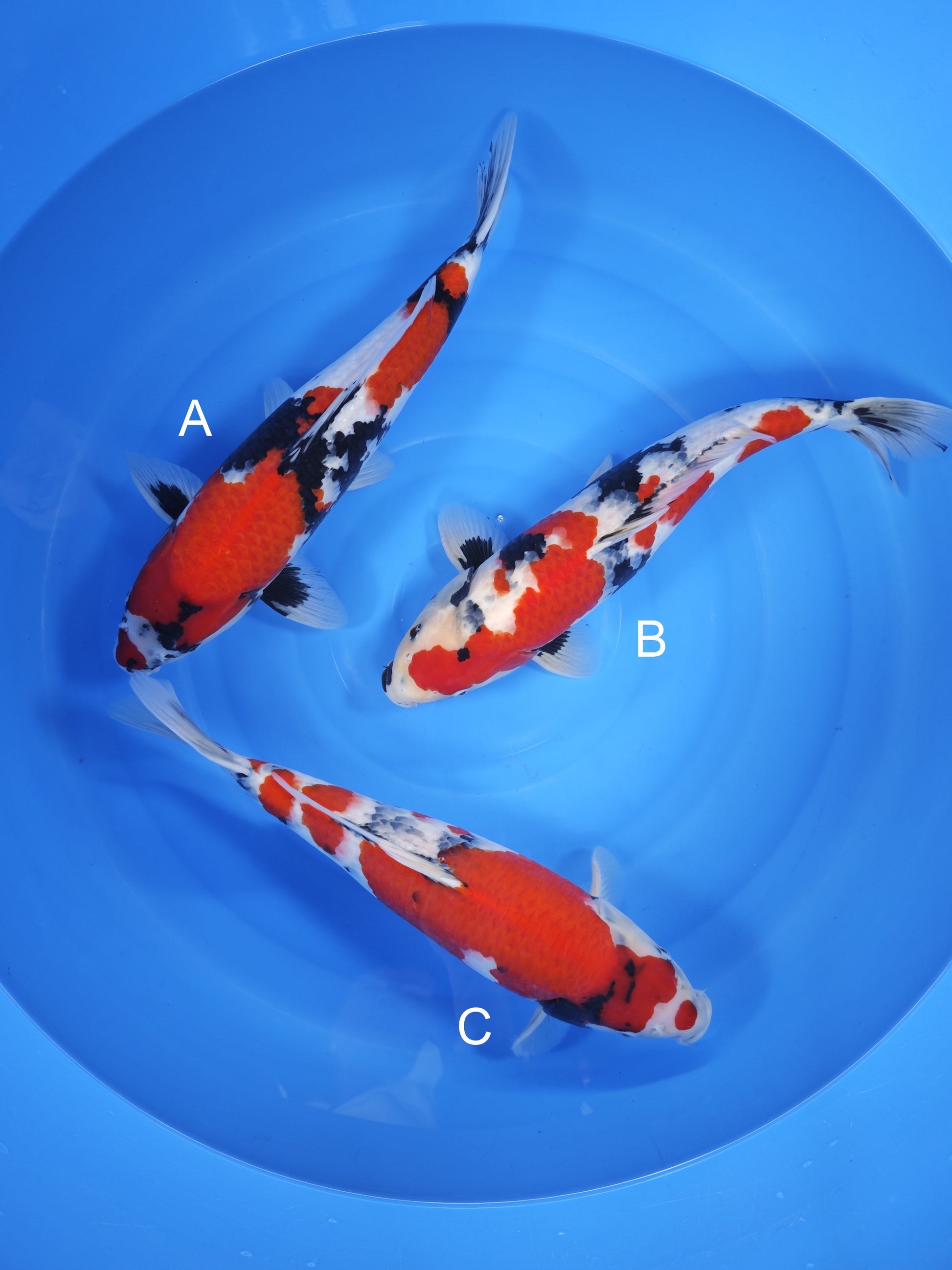Koi fish for sale — undefined-undefined cm Isa Showa at ChampKoi