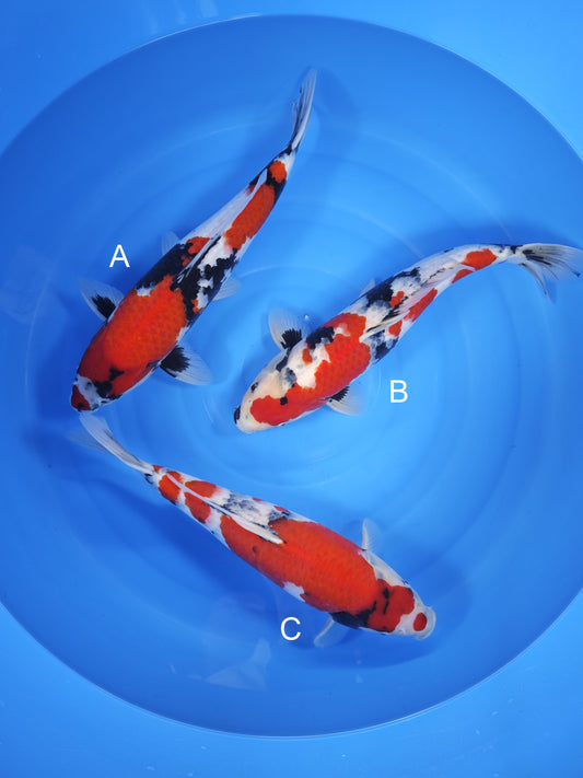 Koi fish for sale — undefined-undefined cm Isa Showa at ChampKoi