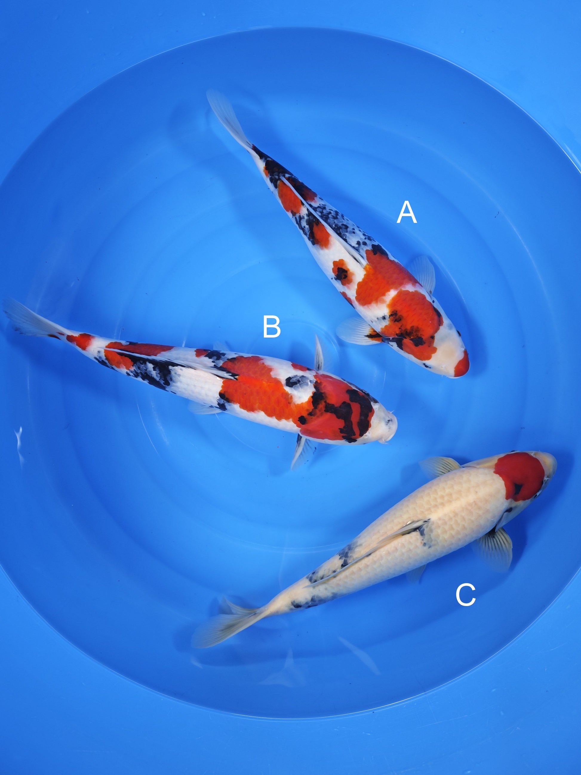 Koi fish for sale — undefined-undefined cm Isa Showa at ChampKoi