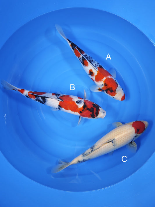 Koi fish for sale — undefined-undefined cm Isa Showa at ChampKoi