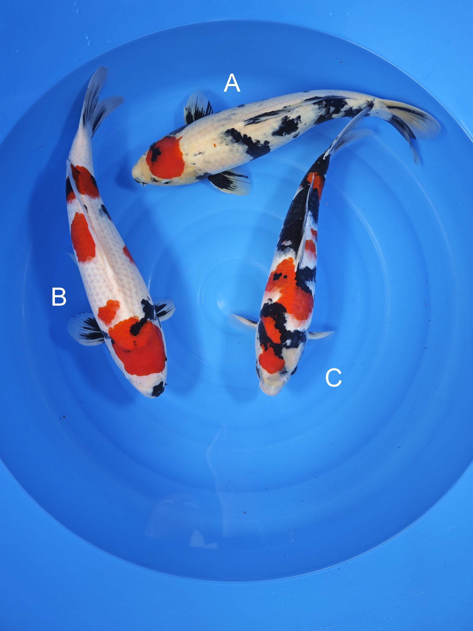 Koi fish for sale — undefined-undefined cm Isa Tancho Showa at ChampKoi