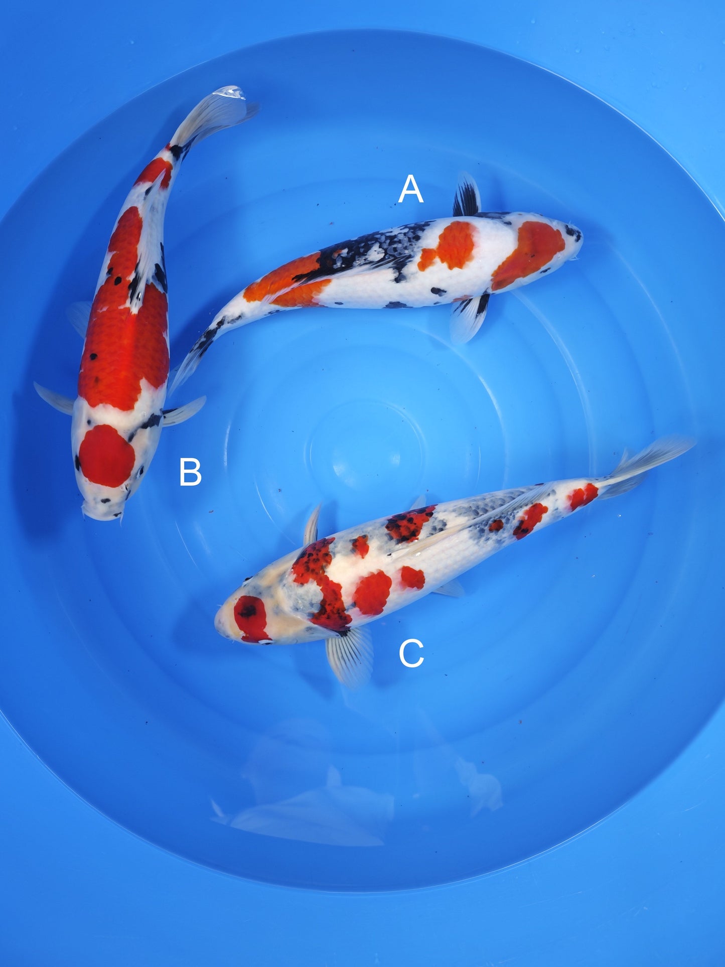 Koi fish for sale — undefined-undefined cm Isa Showa at ChampKoi