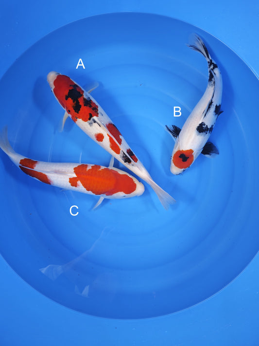 Koi fish for sale — undefined-undefined cm Isa Sanke at ChampKoi