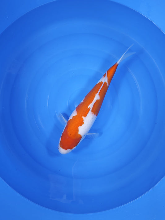 Koi fish for sale — 46 cm Sakai Kohaku at ChampKoi