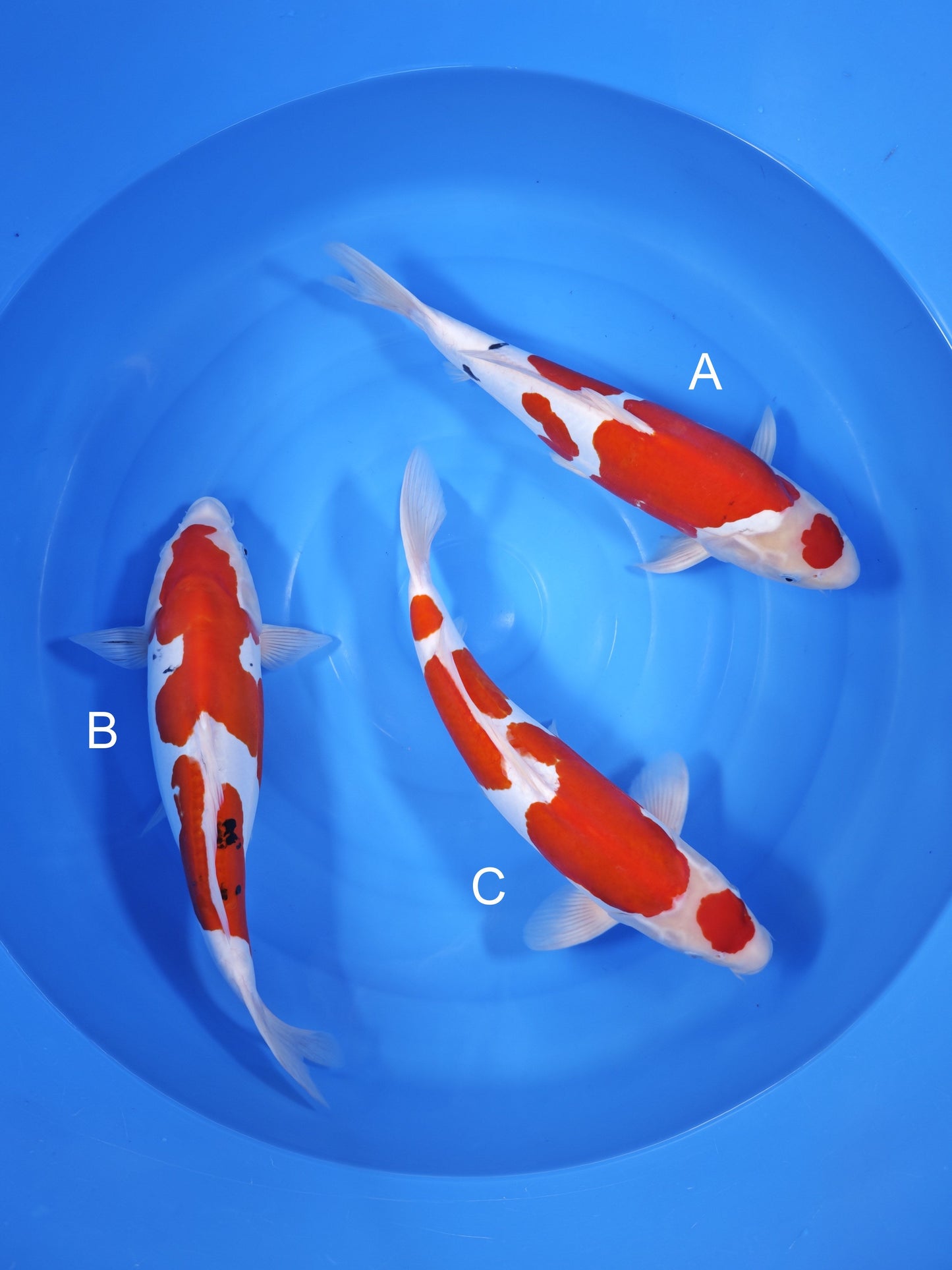 Koi fish for sale — undefined-undefined cm Shinoda Doitsu Sanke at ChampKoi