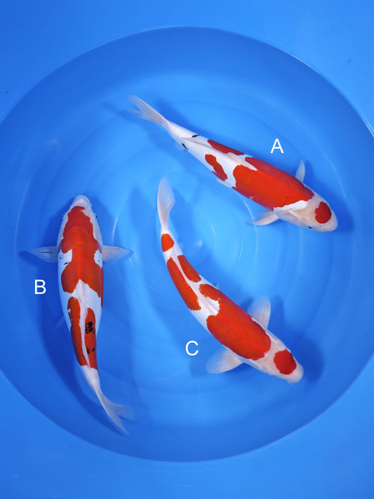 Koi fish for sale — undefined-undefined cm Shinoda Doitsu Sanke at ChampKoi