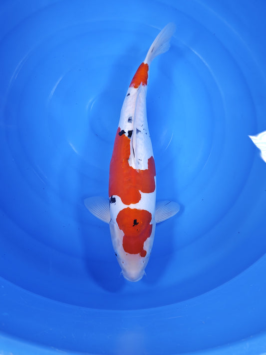 Koi fish for sale — 50 cm Shinoda Doitsu Sanke at ChampKoi