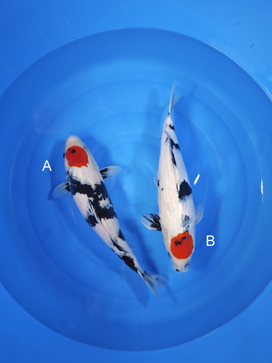 Koi fish for sale — undefined-undefined cm Isa Tancho Showa at ChampKoi