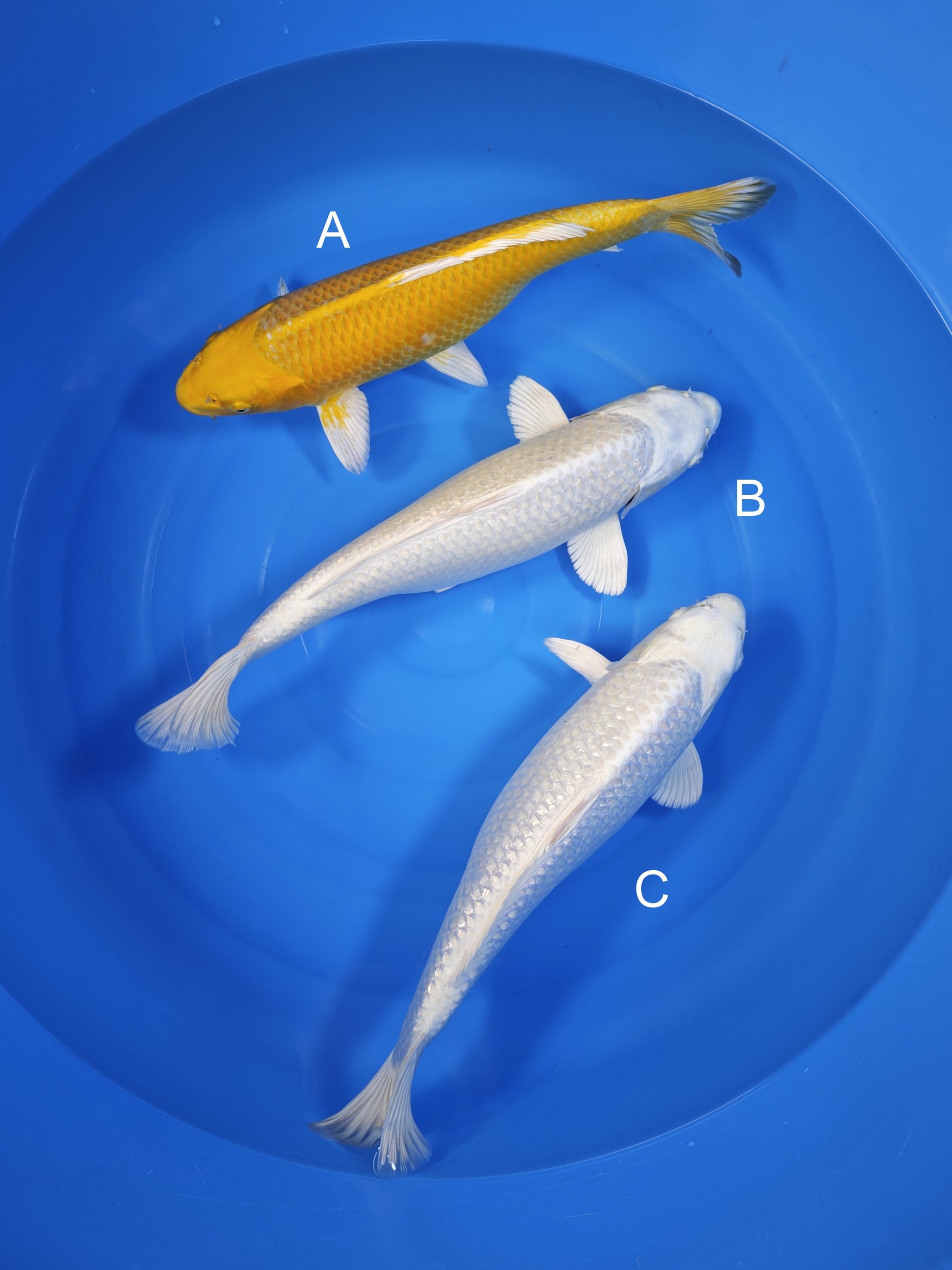 Koi fish for sale — undefined-undefined cm Sakazume Ginrin Yamabuki Ogon at ChampKoi