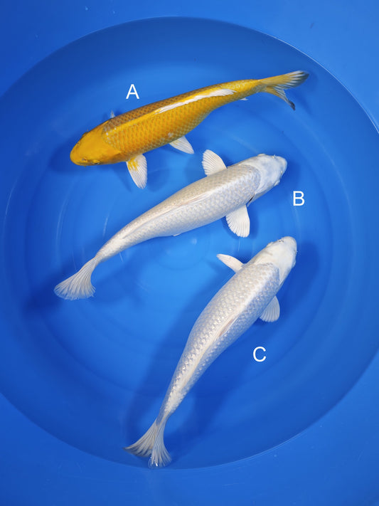 Koi fish for sale — undefined-undefined cm Sakazume Ginrin Yamabuki Ogon at ChampKoi