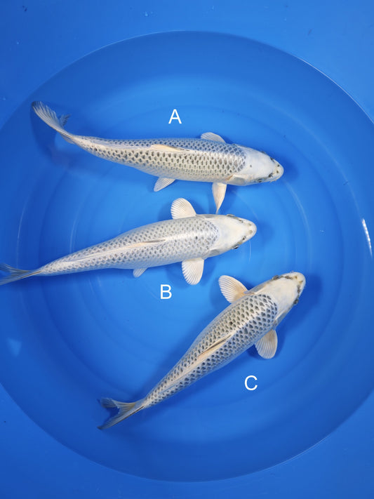 Koi fish for sale — undefined-undefined cm Sakazume Gin Matsuba at ChampKoi