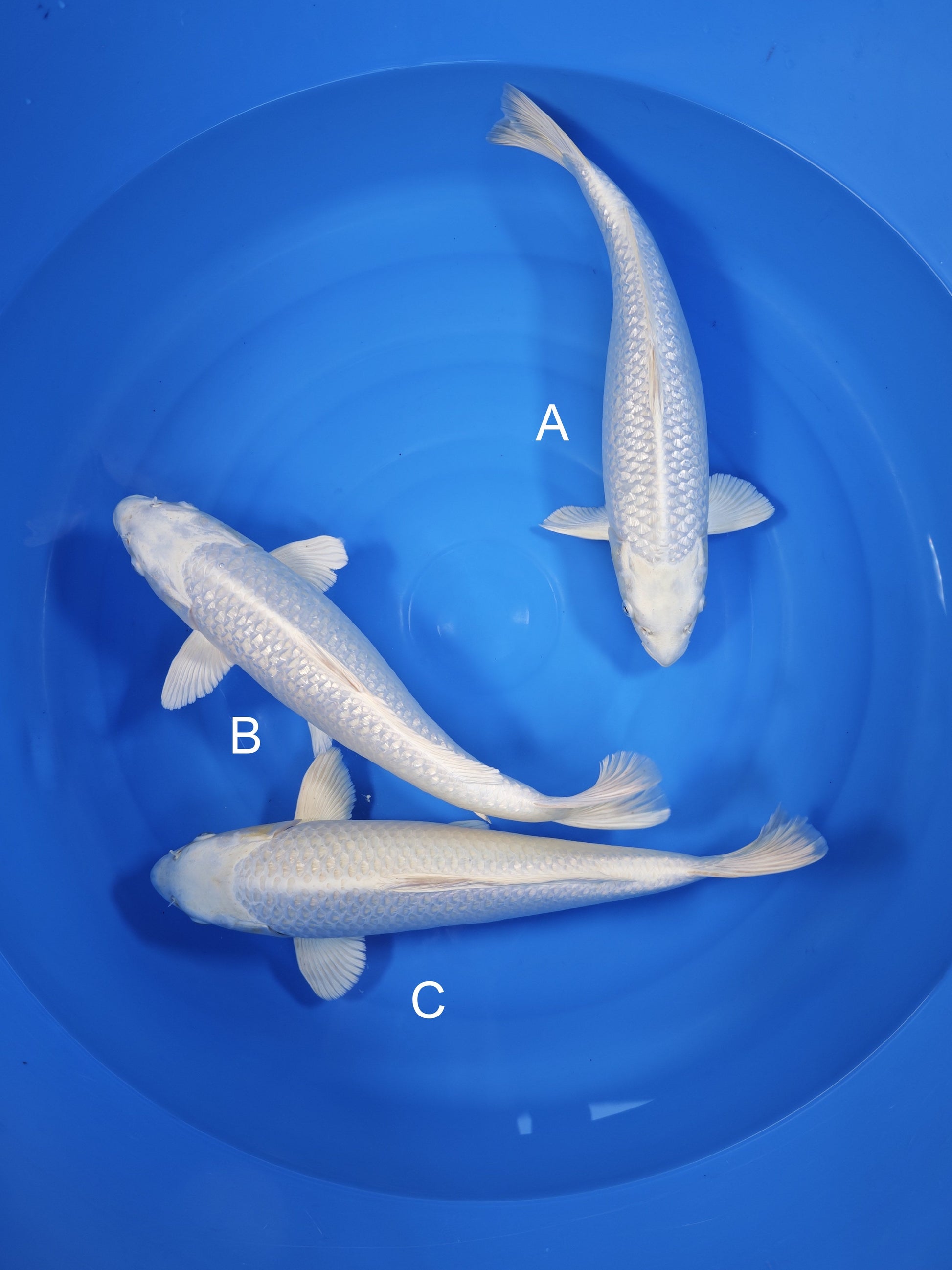 Koi fish for sale — undefined-undefined cm Sakazume Ginrin Platinum Ogon at ChampKoi