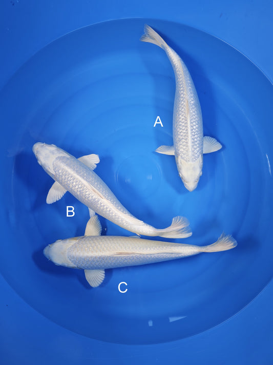 Koi fish for sale — undefined-undefined cm Sakazume Ginrin Platinum Ogon at ChampKoi