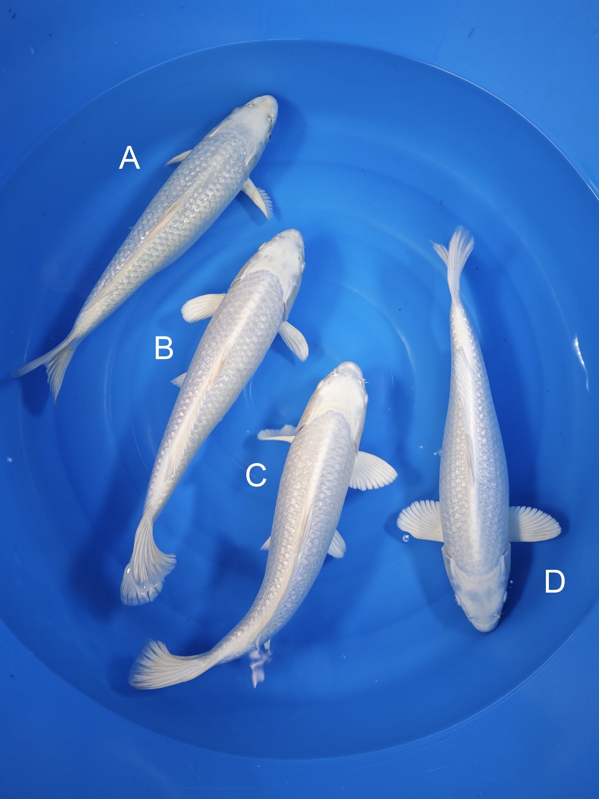 Koi fish for sale — undefined-undefined cm Sakazume Ginrin Platinum Ogon at ChampKoi
