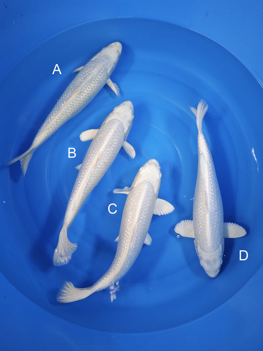 Koi fish for sale — undefined-undefined cm Sakazume Ginrin Platinum Ogon at ChampKoi