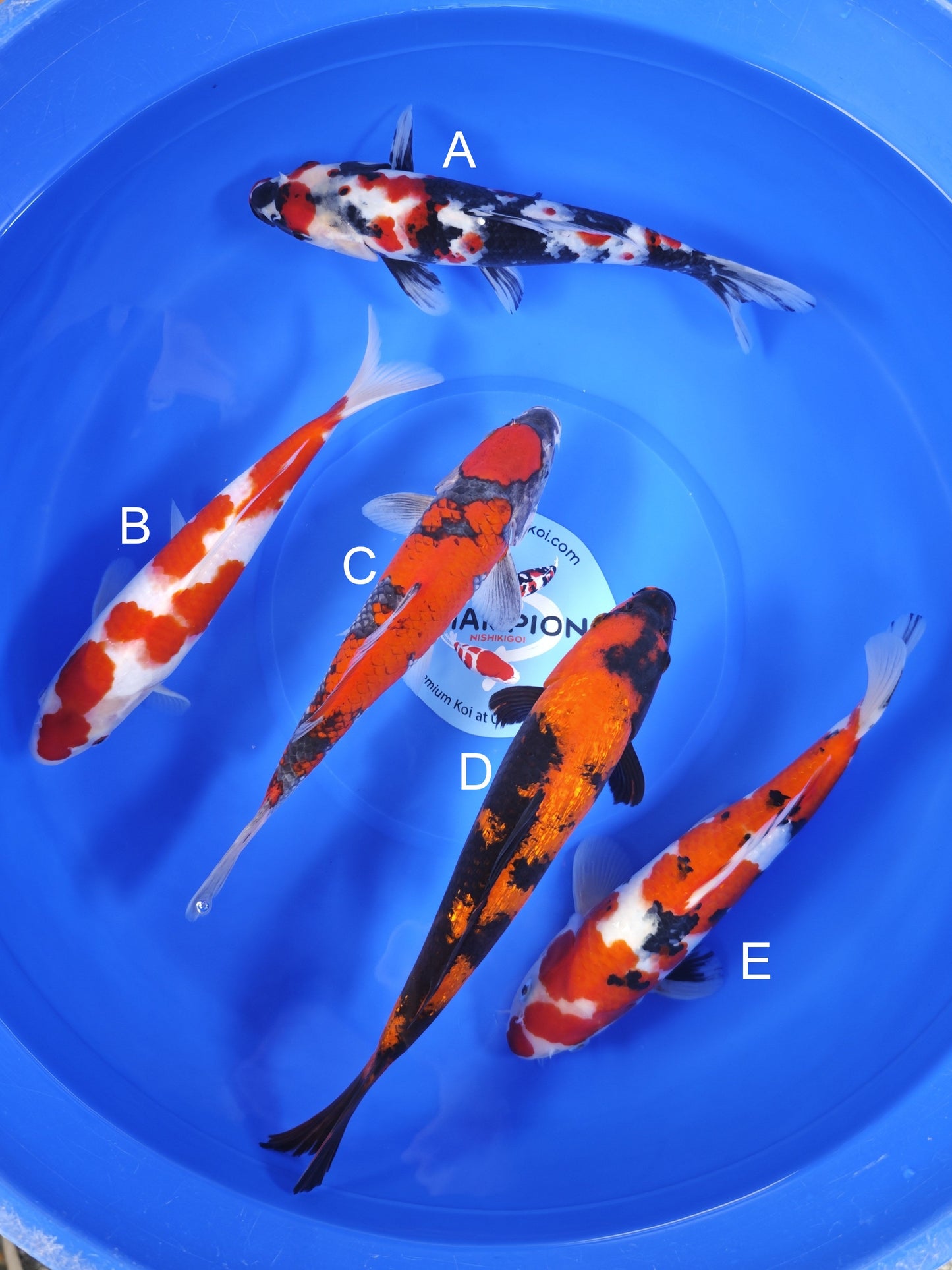 Koi fish for sale — 28-33 cm Ogata Showa at ChampKoi
